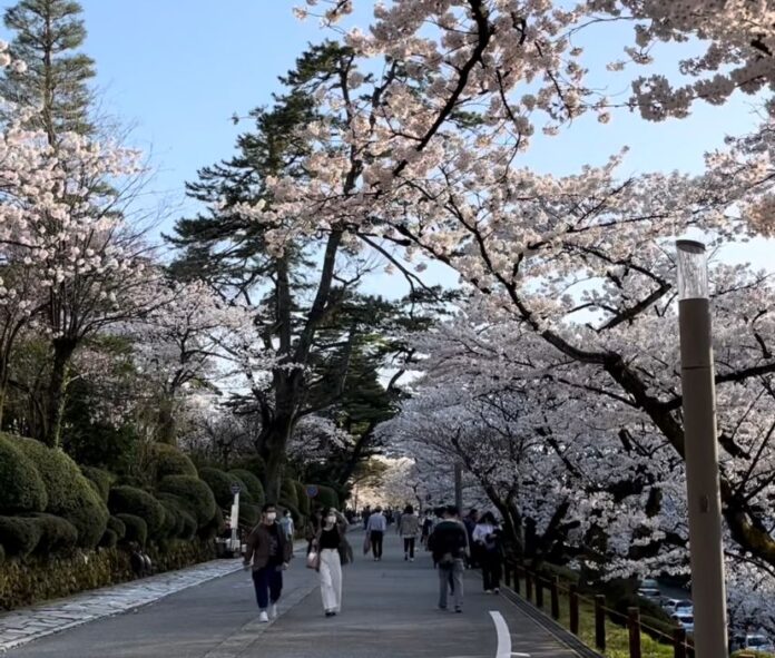 Jepang dikenal dengan negri Sakura